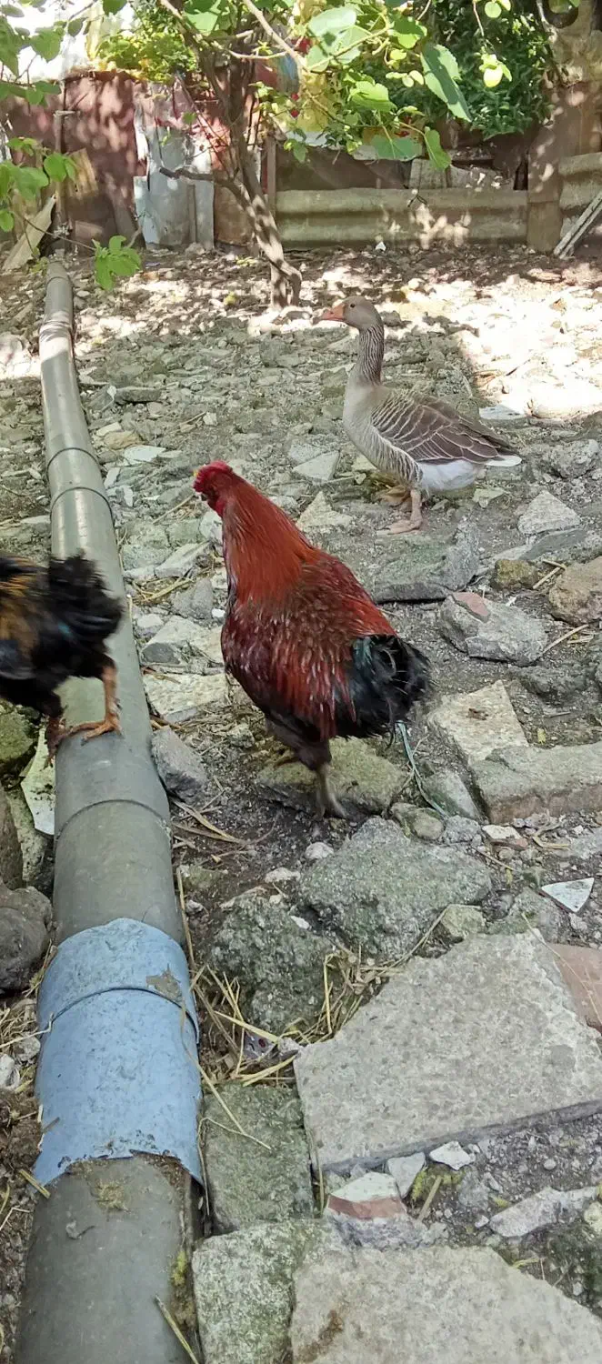 غاز|حیوانات مزرعه|رشت, آب و برق|دیوار