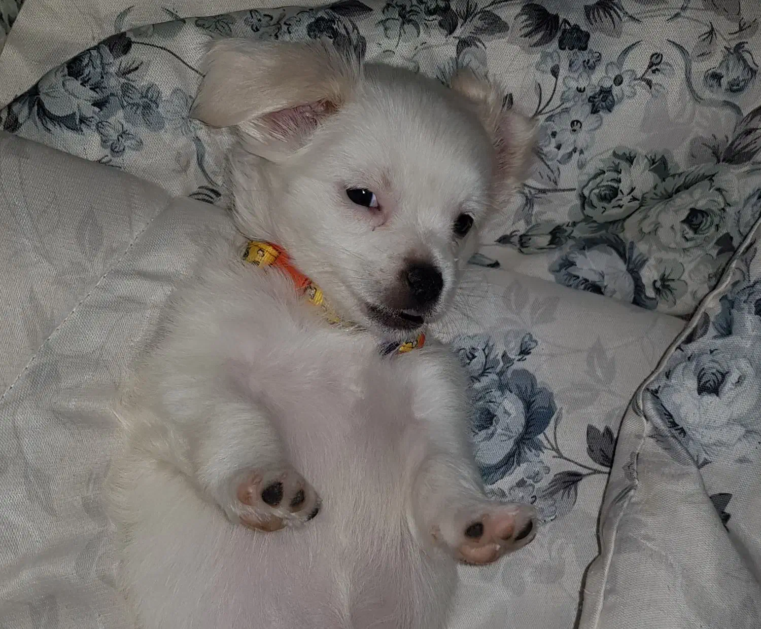 فروش اشپیتز|سگ|آبادان, |دیوار