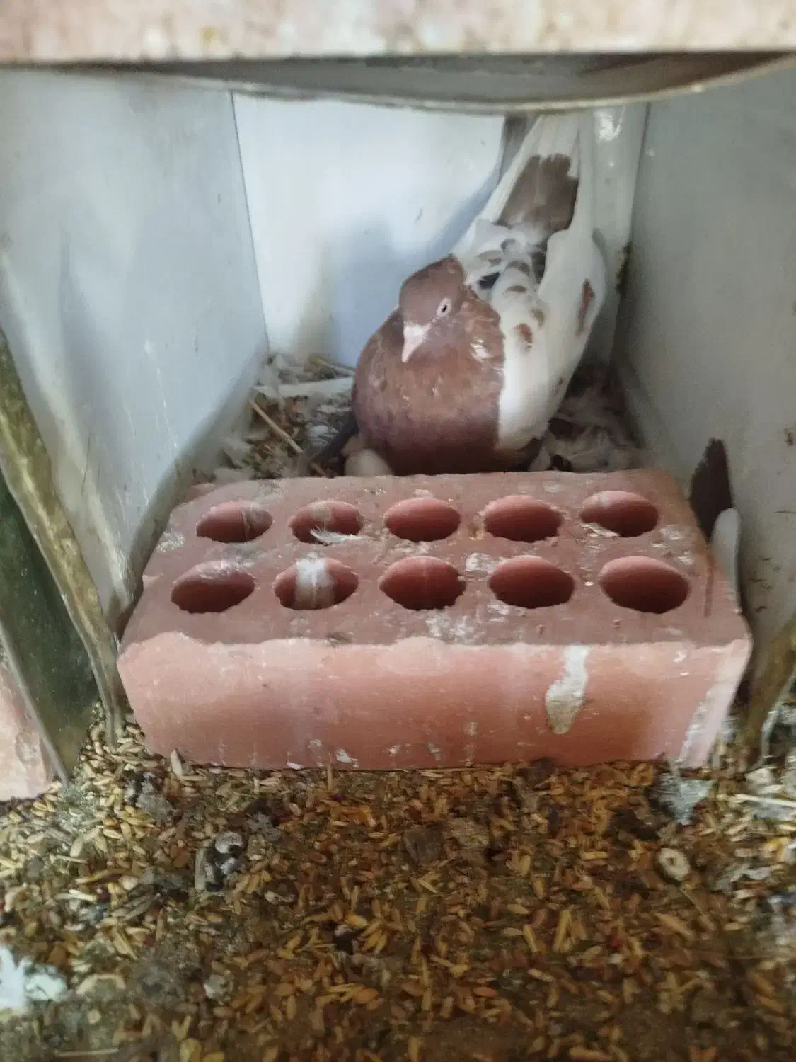 جفت سینه قهوای تخم جوجه ای ،|پرنده|کرمان, |دیوار