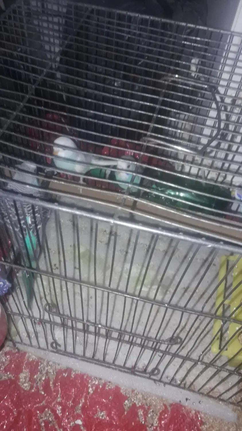 مرغ عشق|پرنده|ابریشم, |دیوار