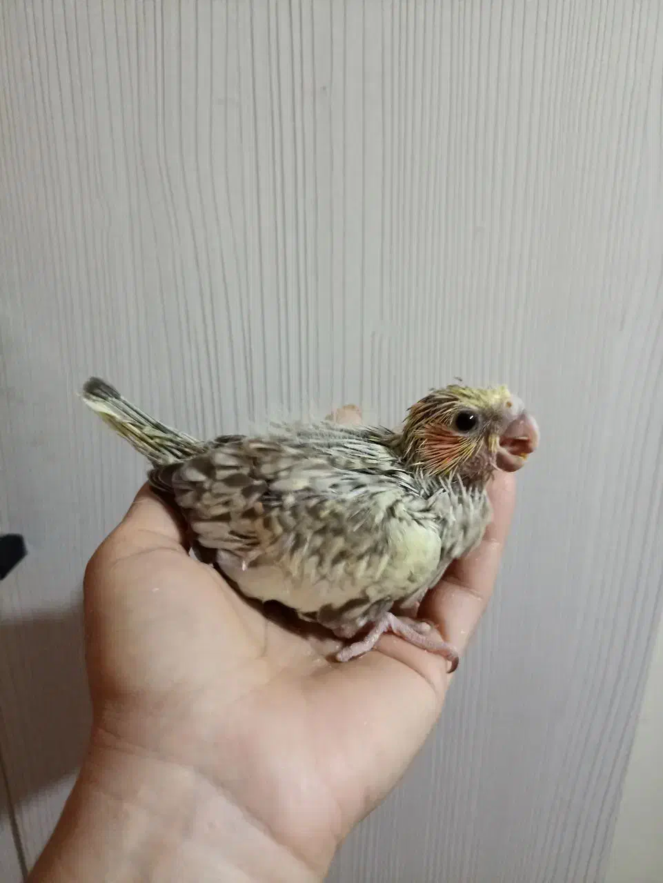 جوجه عروس هلندی سرلاکی|پرنده|تهران, تولید دارو|دیوار