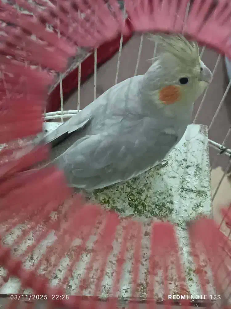 قفس پرنده|لوازم جانبی حیوانات|بوشهر, |دیوار