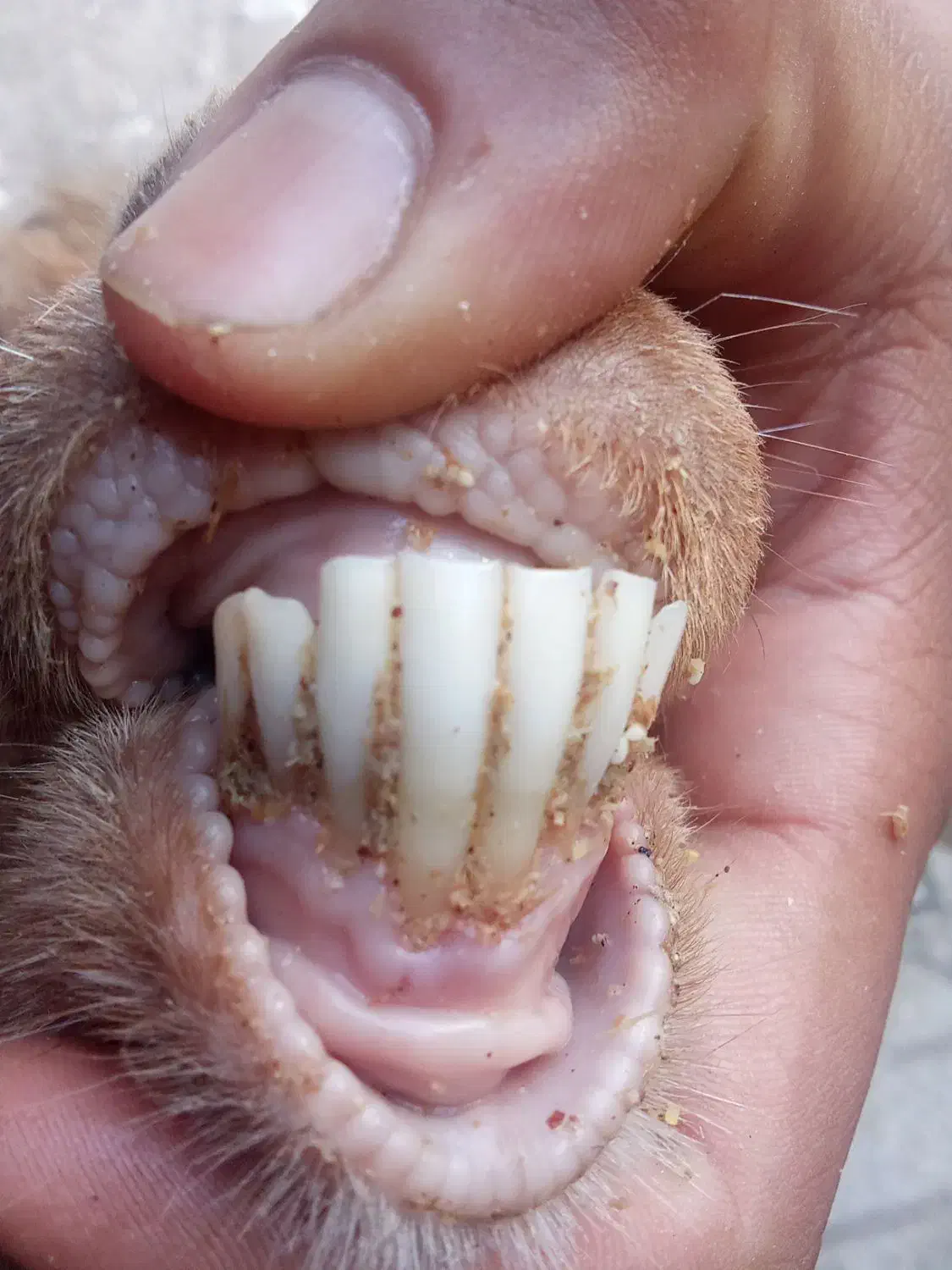 بز جملی|حیوانات مزرعه|تربت جام, معدآباد|دیوار