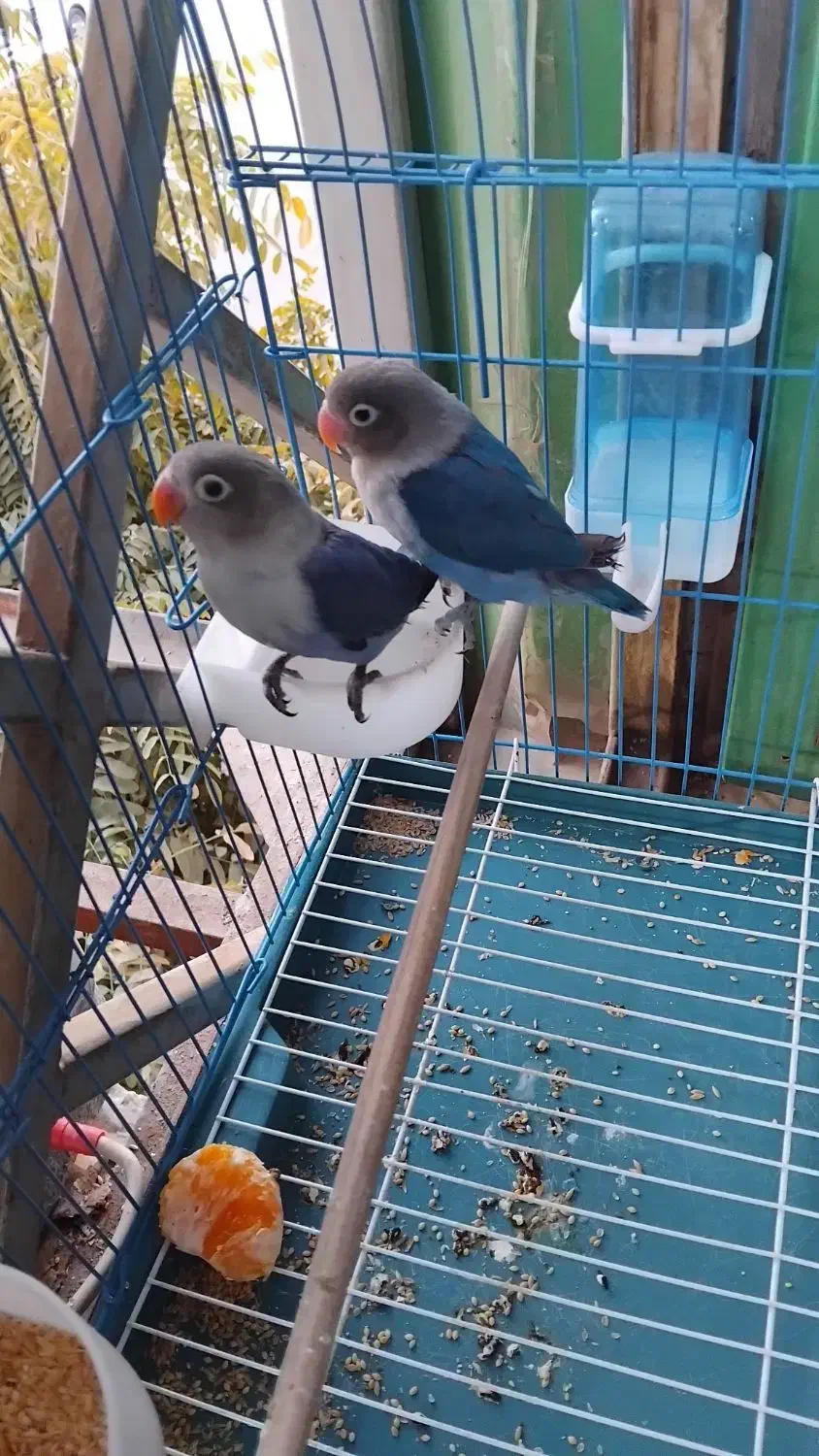 کتوله برزیلی ، پرنده|پرنده|پاکدشت, پاکدشت (مامازند)|دیوار