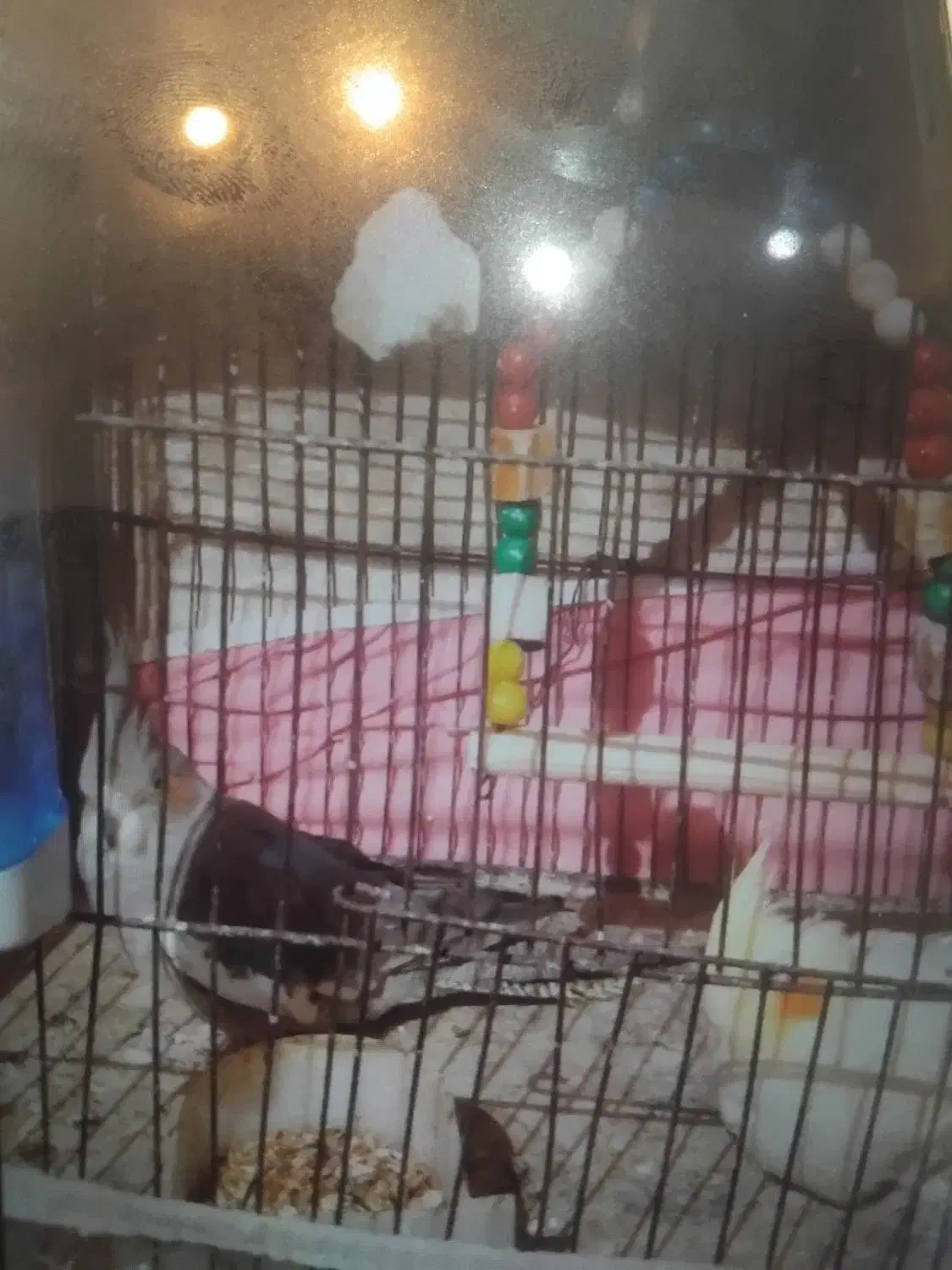 نرو ماده|پرنده|مشگین شهر, |دیوار