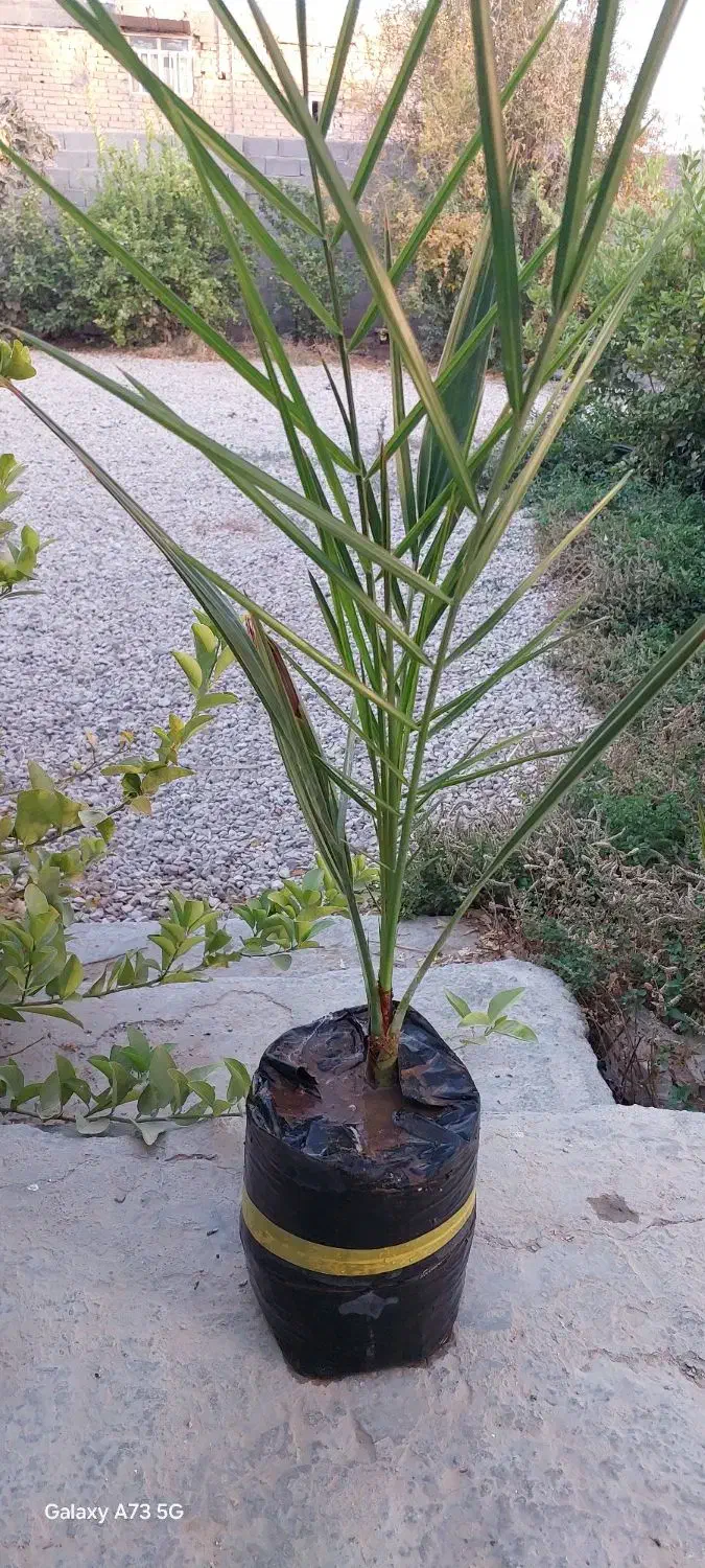 فروش نهال و پاجوش مجول مراکشی سوپر جامبو|خدمات باغبانی و درختکاری|رستاق, |دیوار