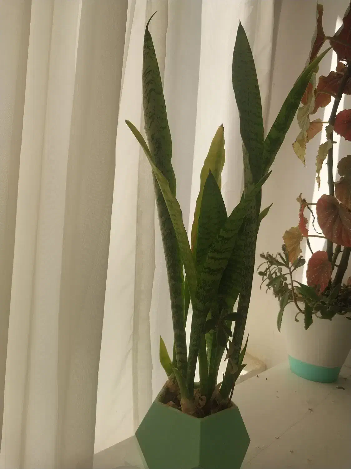 سه نوع گل|گل و گیاه طبیعی|اسلامآباد غرب, |دیوار