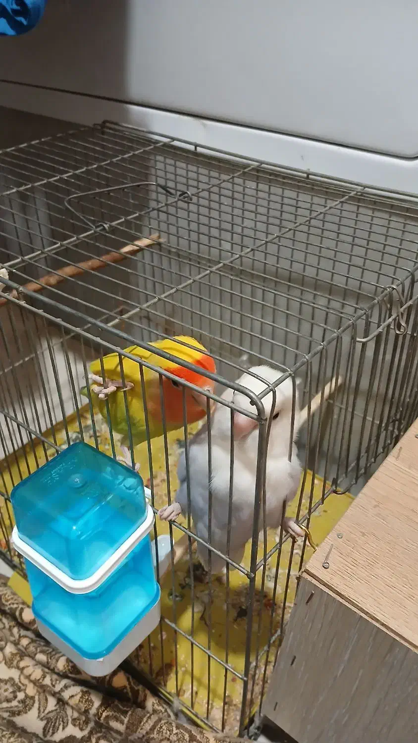 طوطی برزیلی مولد|پرنده|ملارد, |دیوار