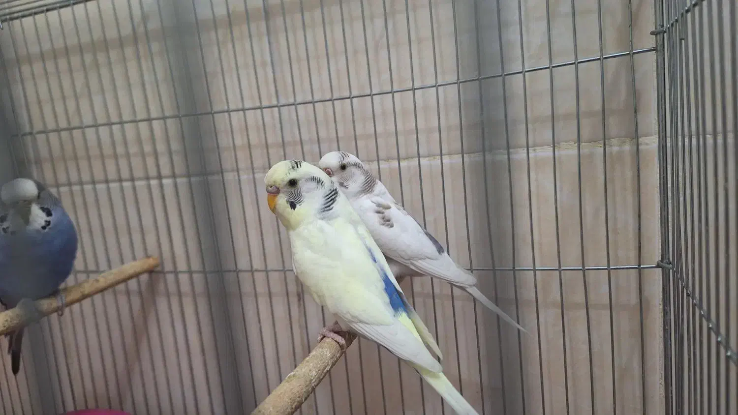 مرغ عشق|پرنده|فولادشهر, مسکن مهر فولادشهر|دیوار