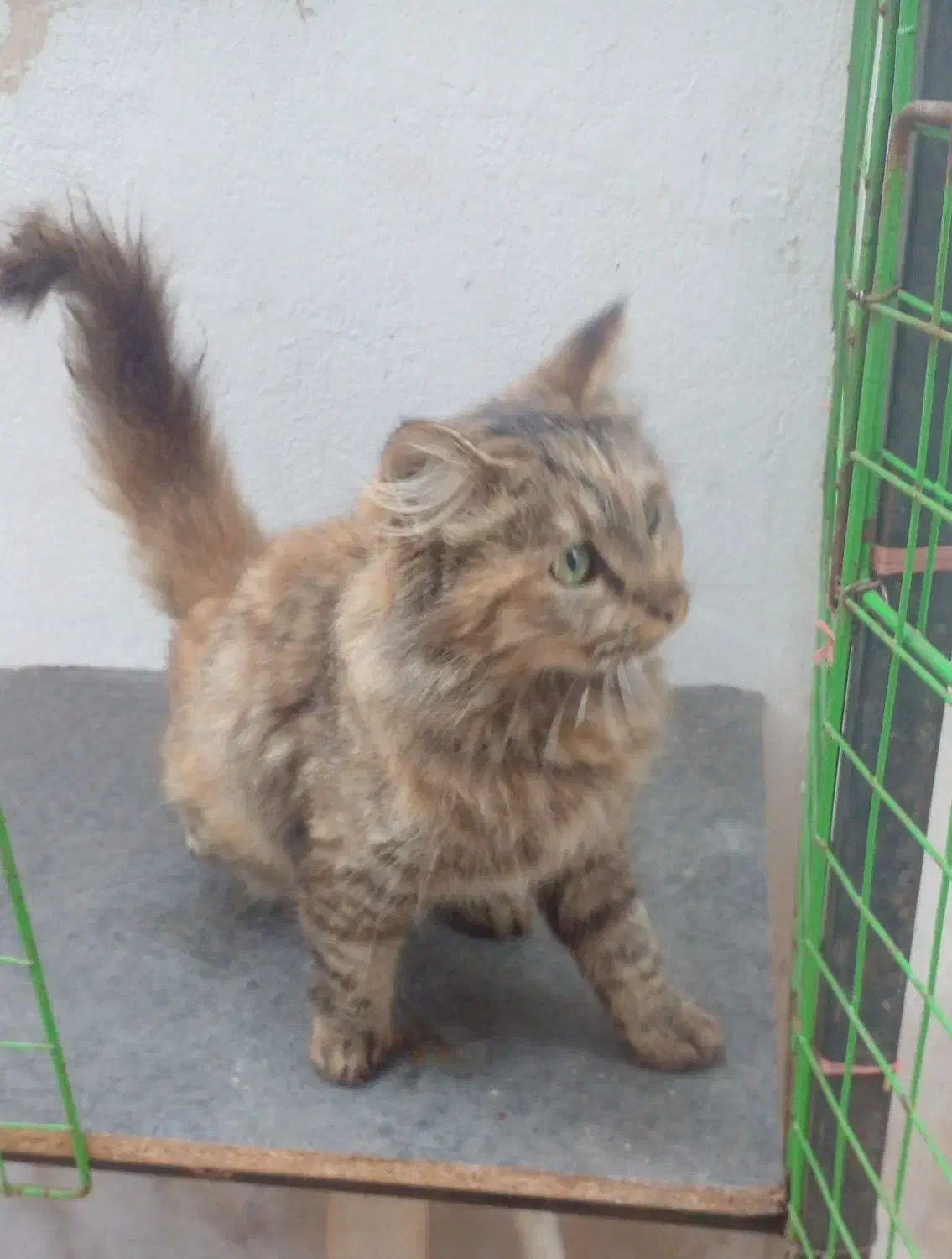 گربه سیبرین|گربه|لنگرود, |دیوار