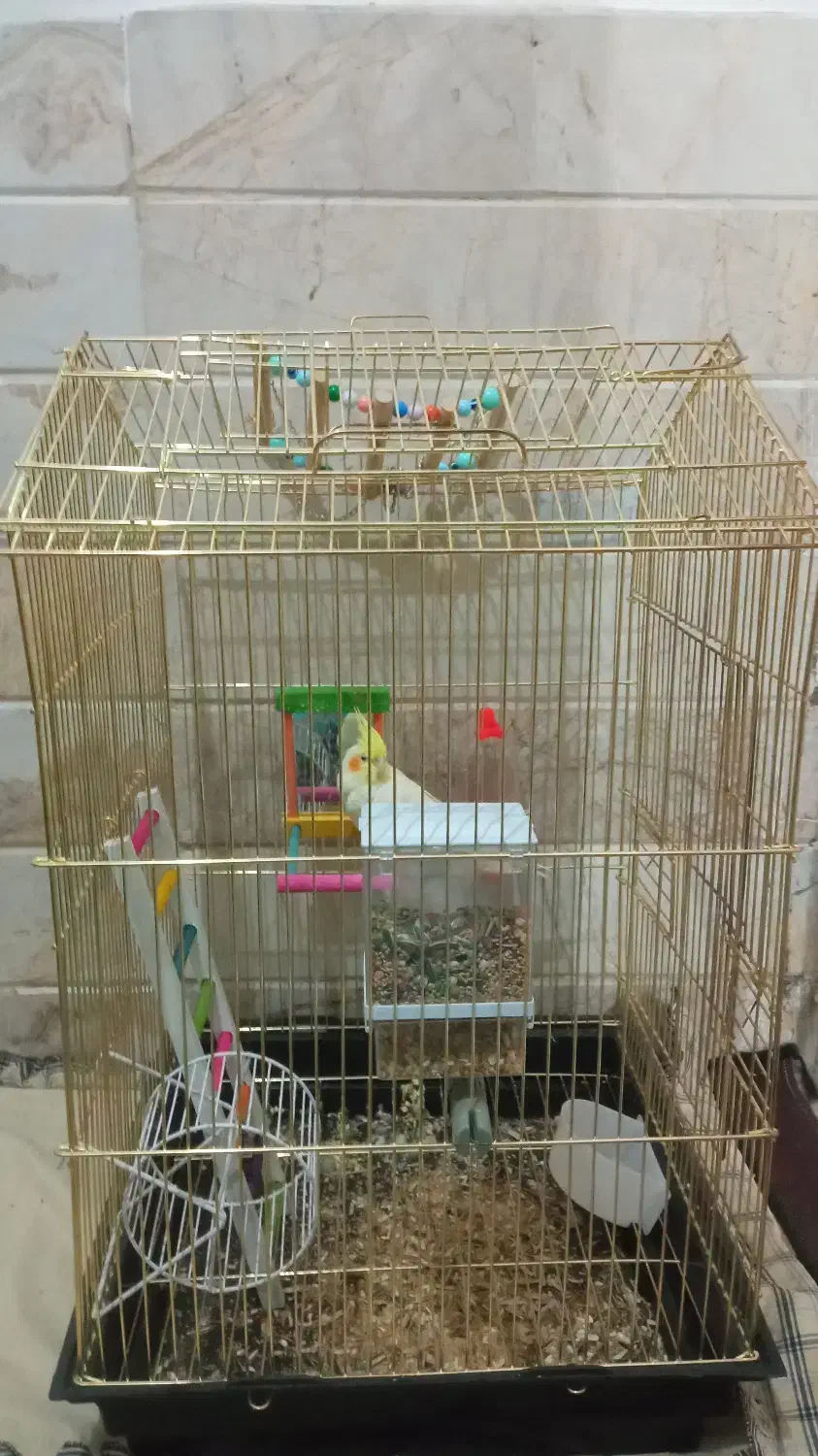 اسباب بازی|پرنده|قم, نیروگاه|دیوار