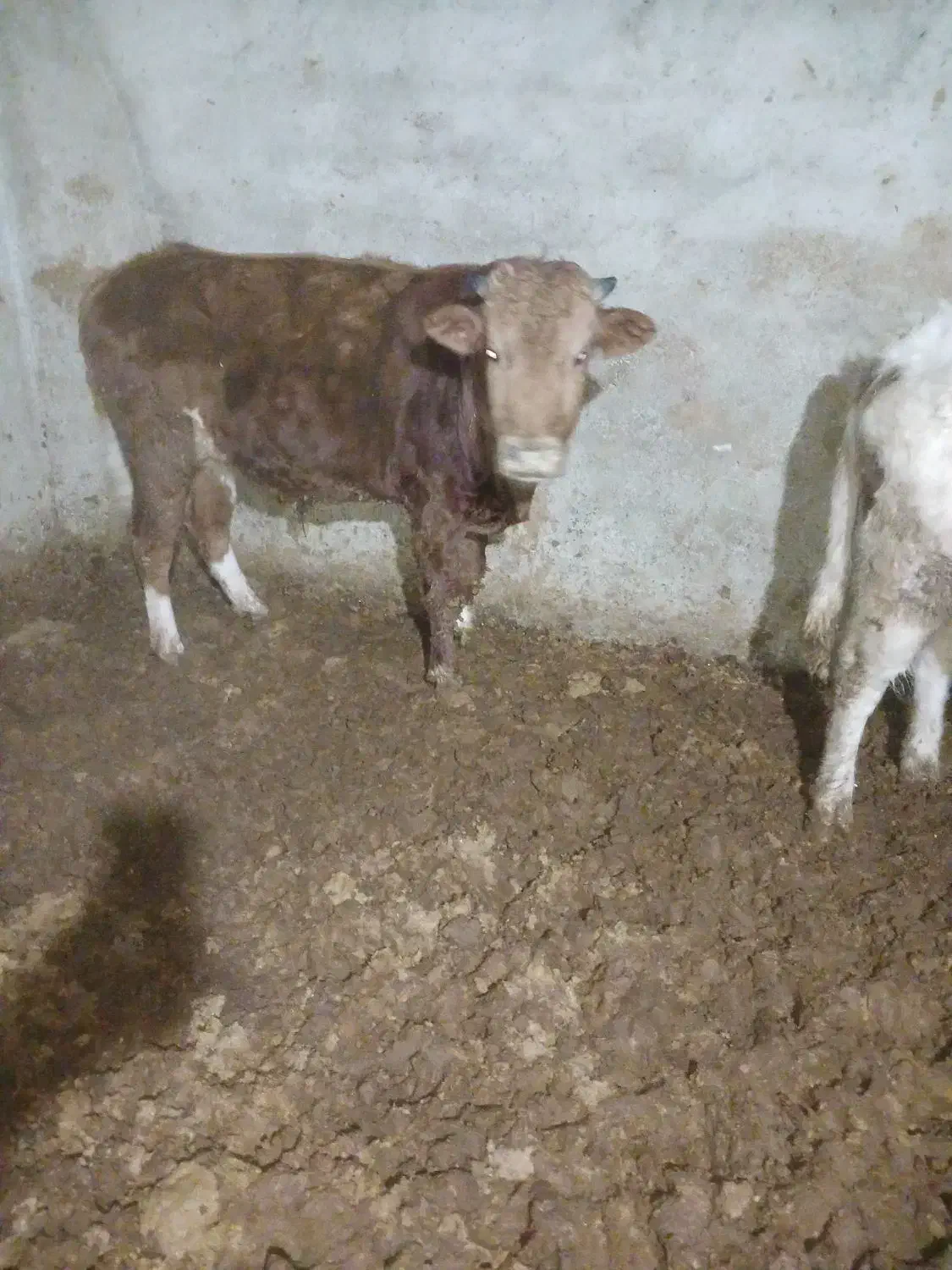 گوساله بومی نر|حیوانات مزرعه|وحیدیه, |دیوار