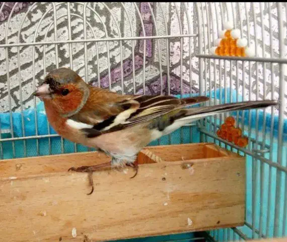 سهره مهاجر جنگلی زرد|پرنده|تاکستان, |دیوار