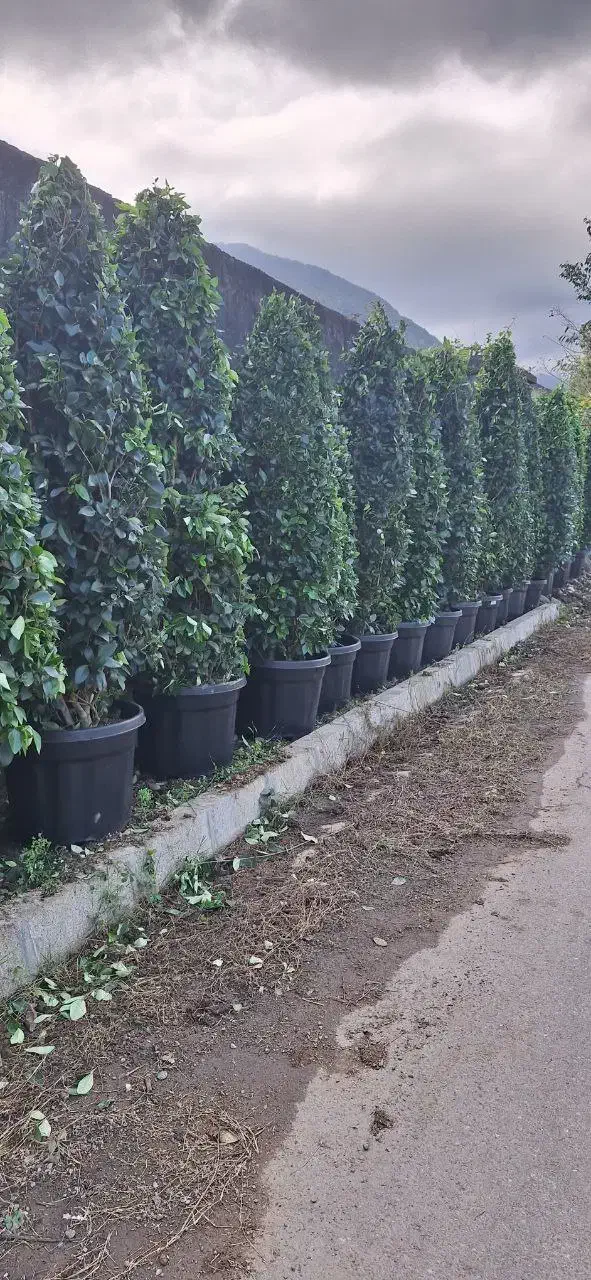 گل یاس هلندی|خدمات باغبانی و درختکاری|چابکسر, |دیوار