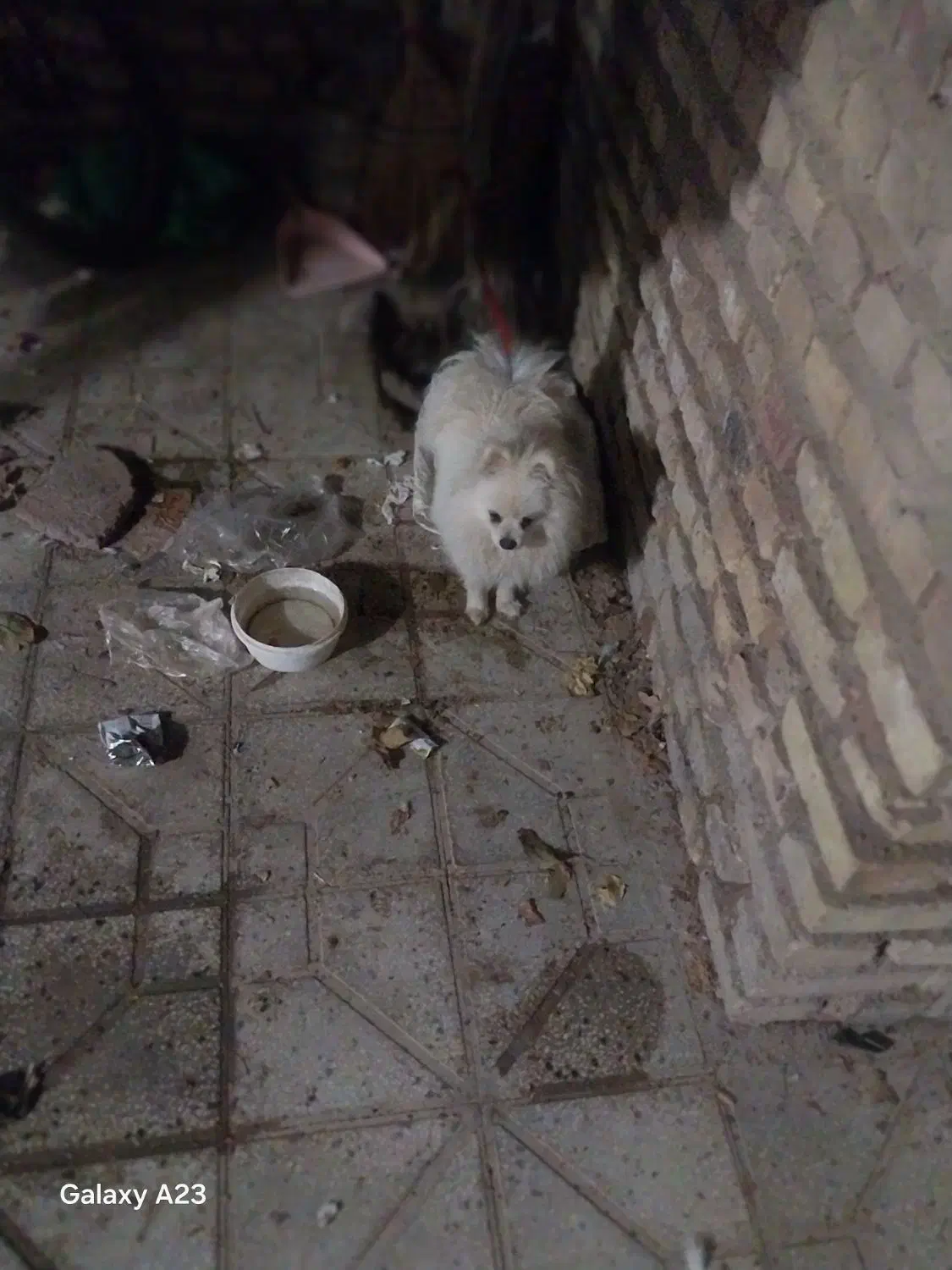 فروشی|سگ|مشهد مرغاب, |دیوار