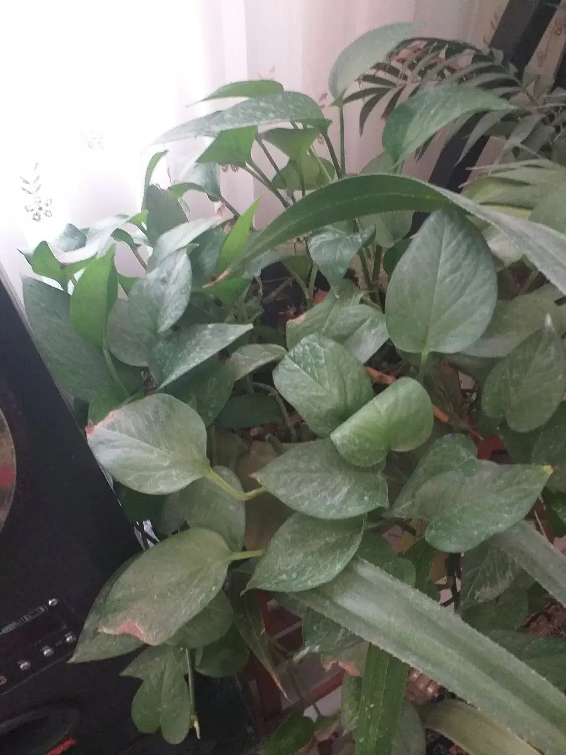 گل پتوس|گل و گیاه طبیعی|مشهد, خرمشهر|دیوار