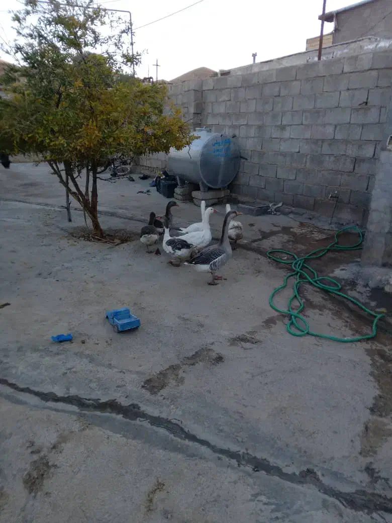 غاز|حیوانات مزرعه|فیروزآباد (لرستان), |دیوار