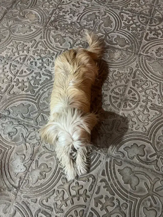 سگ شیدزو پا کوتاه|سگ|کرمان, |دیوار