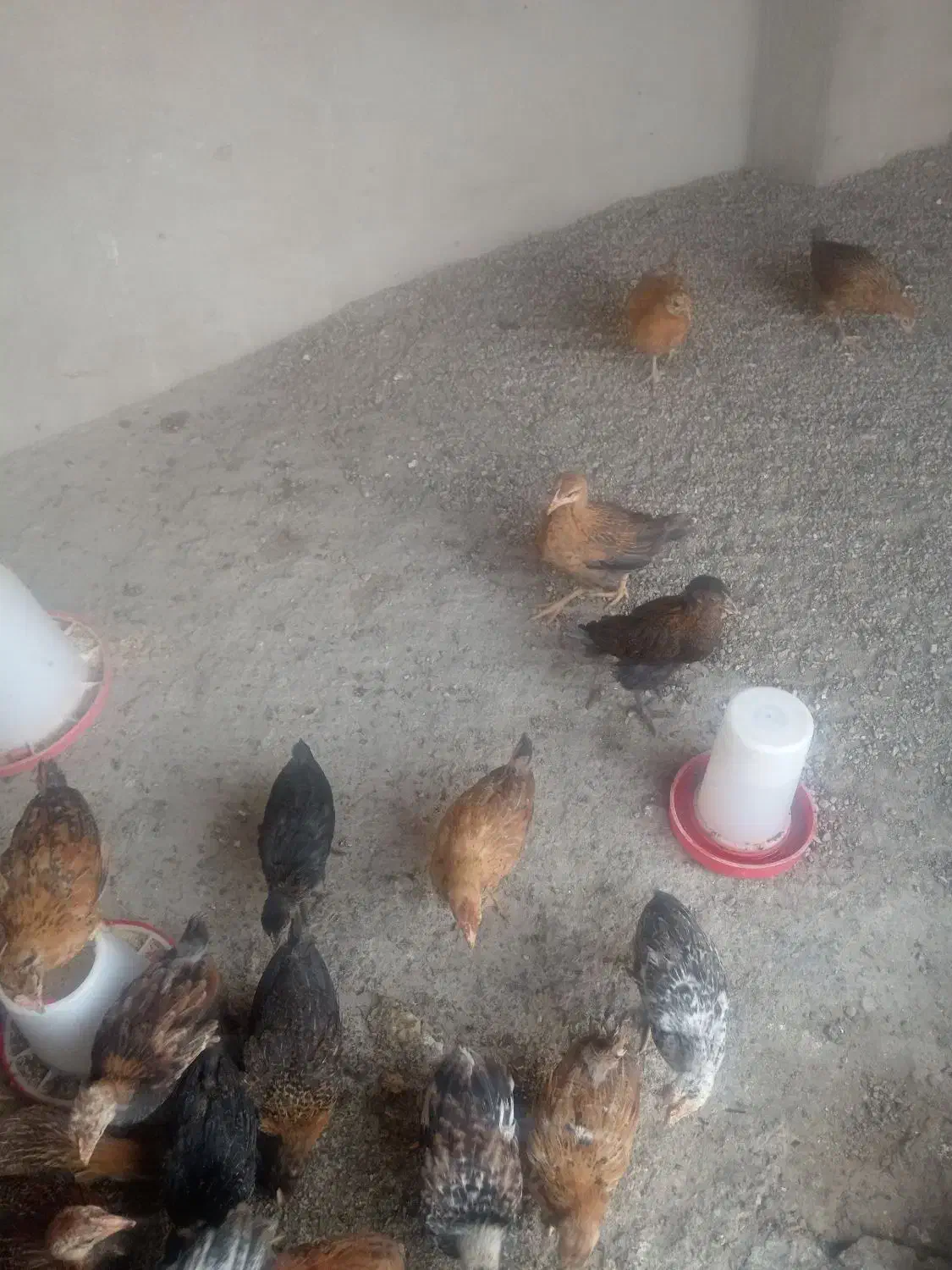 حیوان خونگی|حیوانات مزرعه|سوق, |دیوار