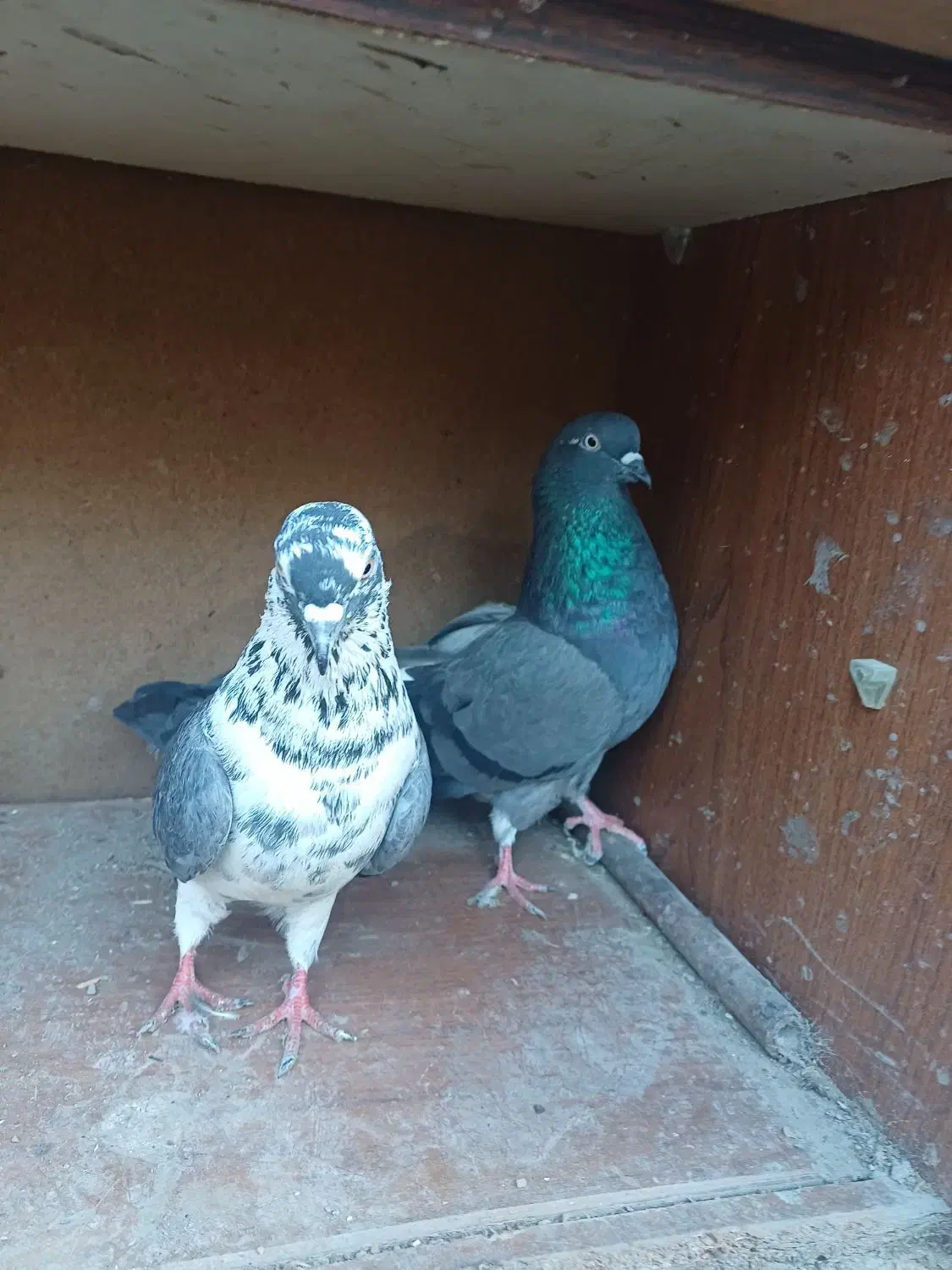 فروش کبوتر هایه پرشی|پرنده|سورک, |دیوار