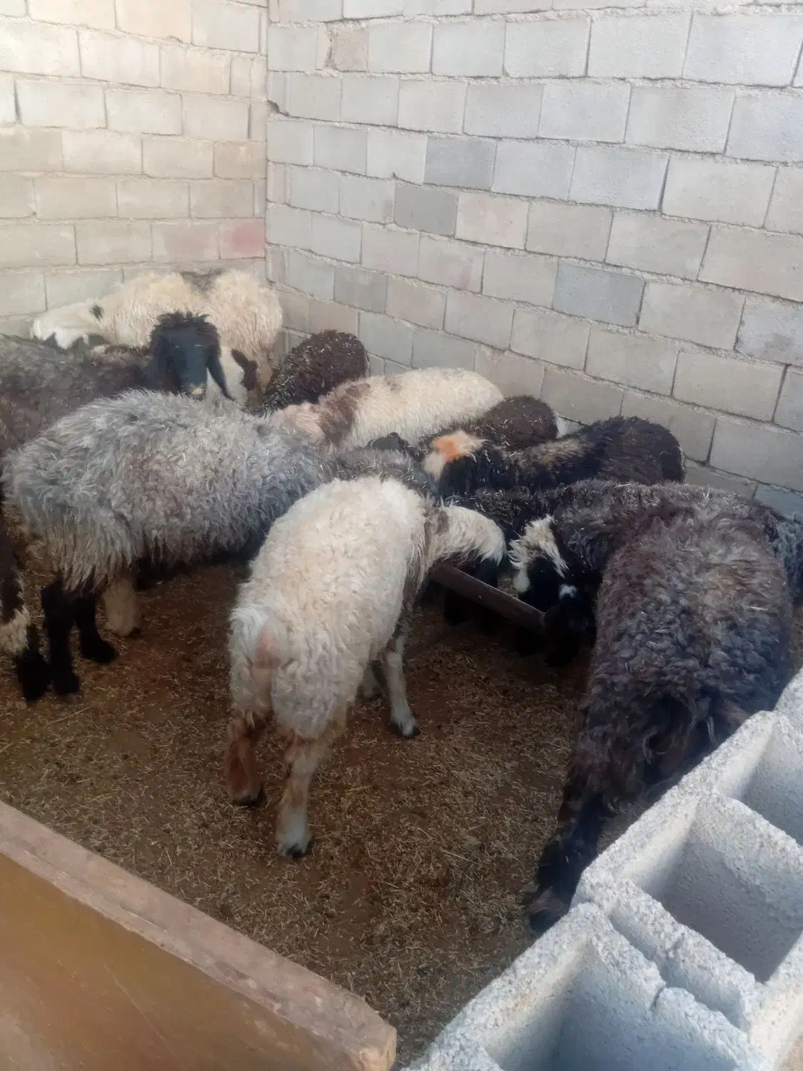 میش بره بیگ|حیوانات مزرعه|اندیکا, |دیوار