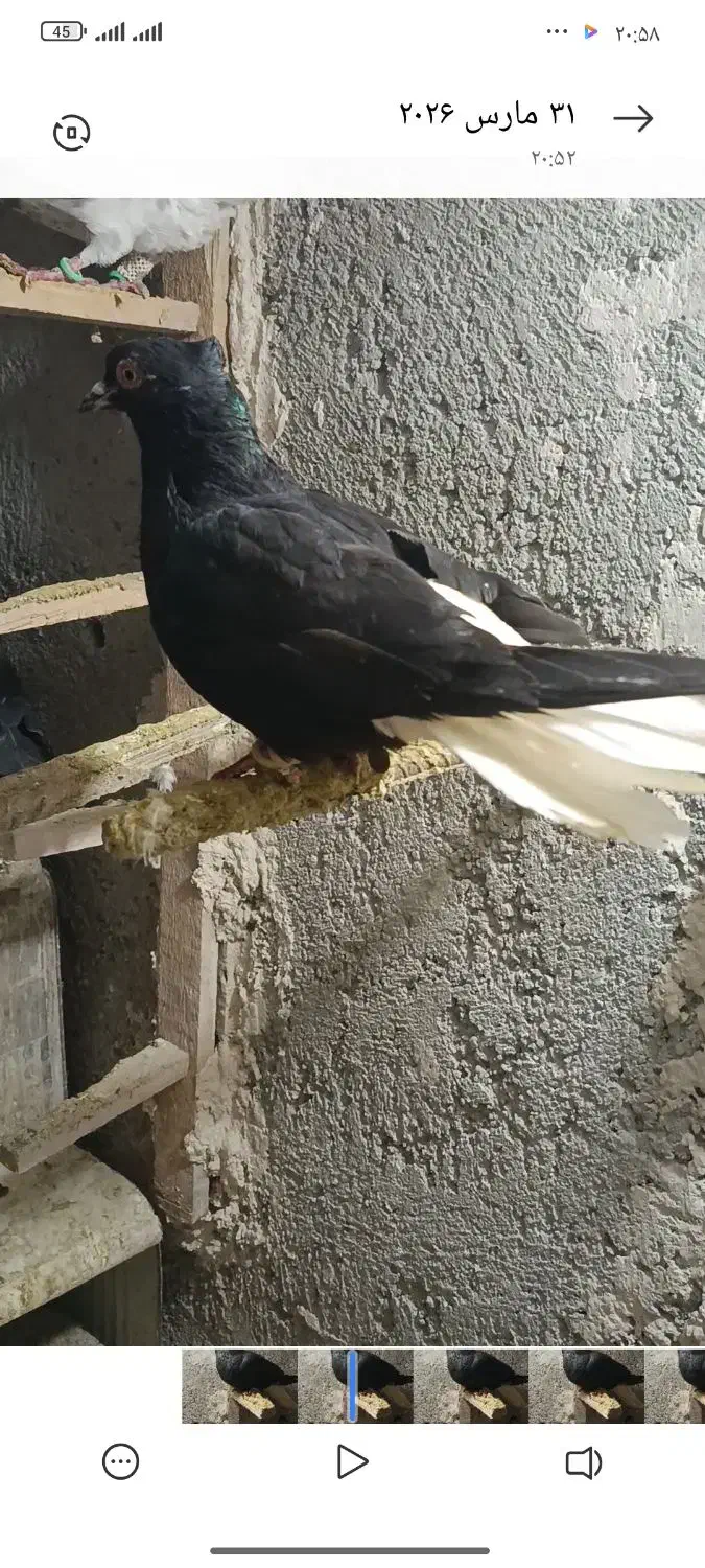 کبوتر دم سفید|پرنده|قزوین, |دیوار