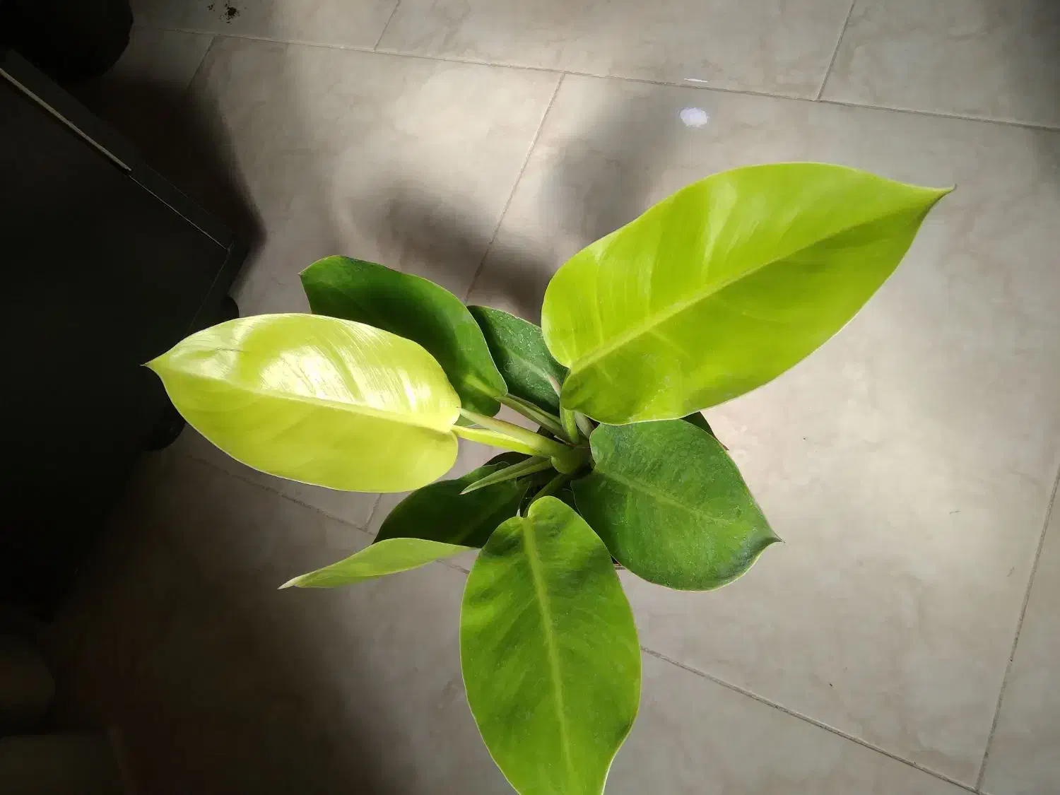 گل و گیاه آپارتمانی|گل و گیاه طبیعی|اقبالیه, |دیوار