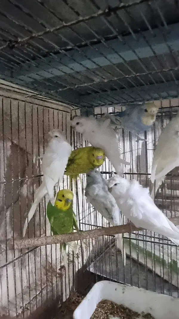 مرغ عشق پروانه ای رنگ خاص|پرنده|قم, کیوانفر|دیوار