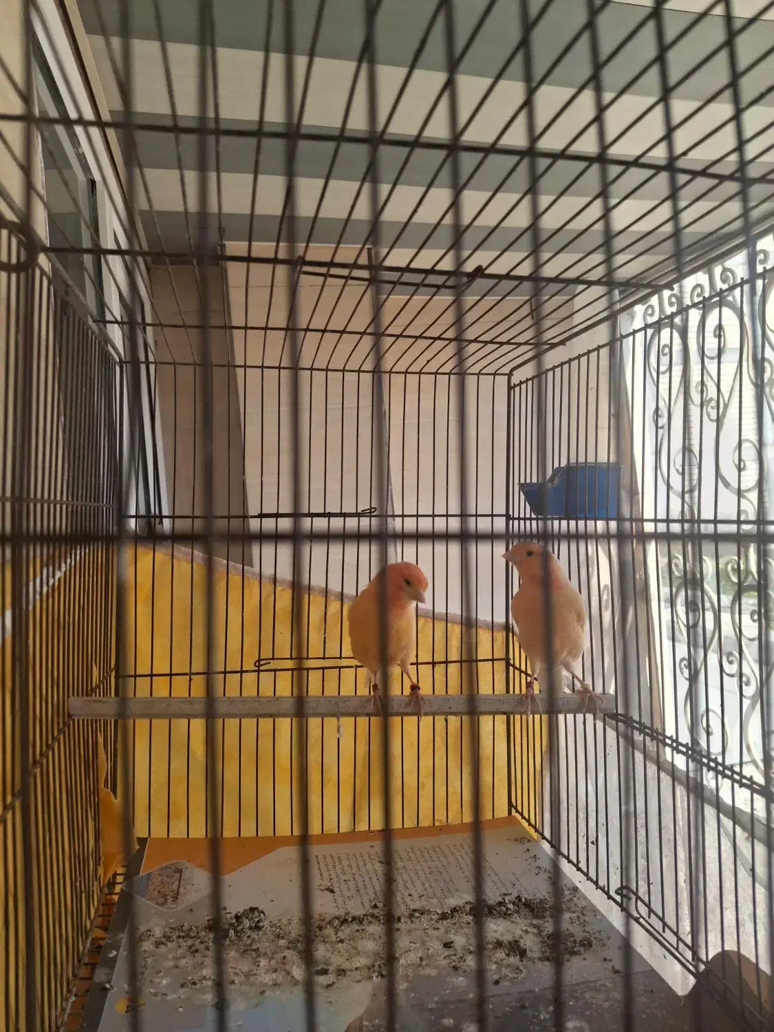 قناری نر و ماده مولد رد فکتور|پرنده|بندرعباس, |دیوار