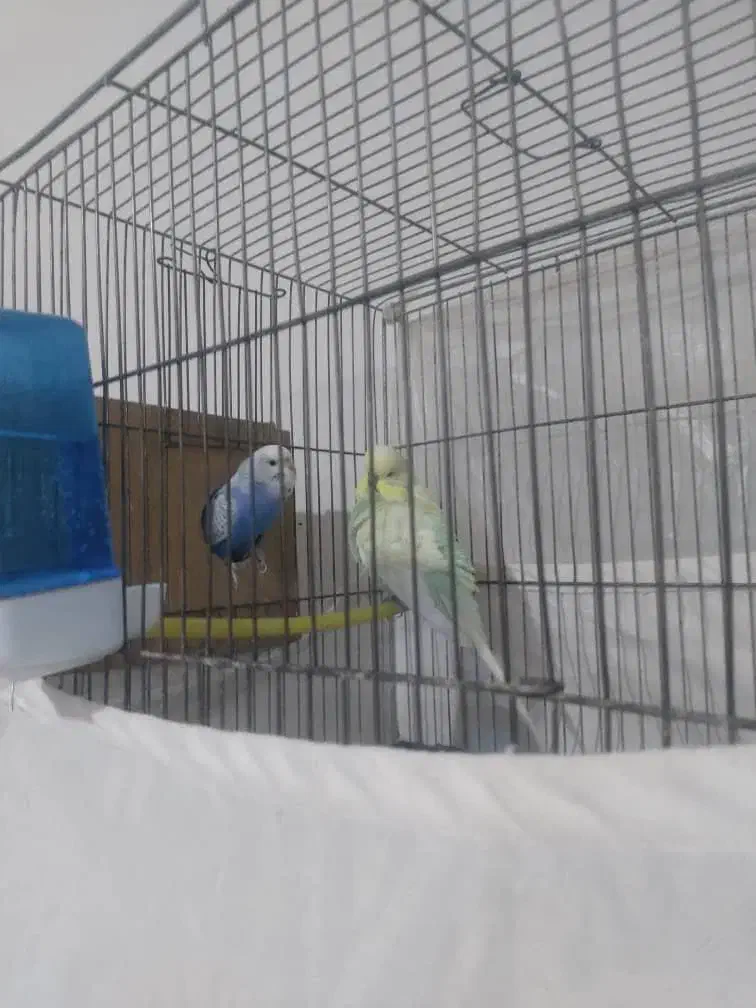 مرغ عشق انگلیسی نروماده|پرنده|قدس, شهر‌قدس|دیوار