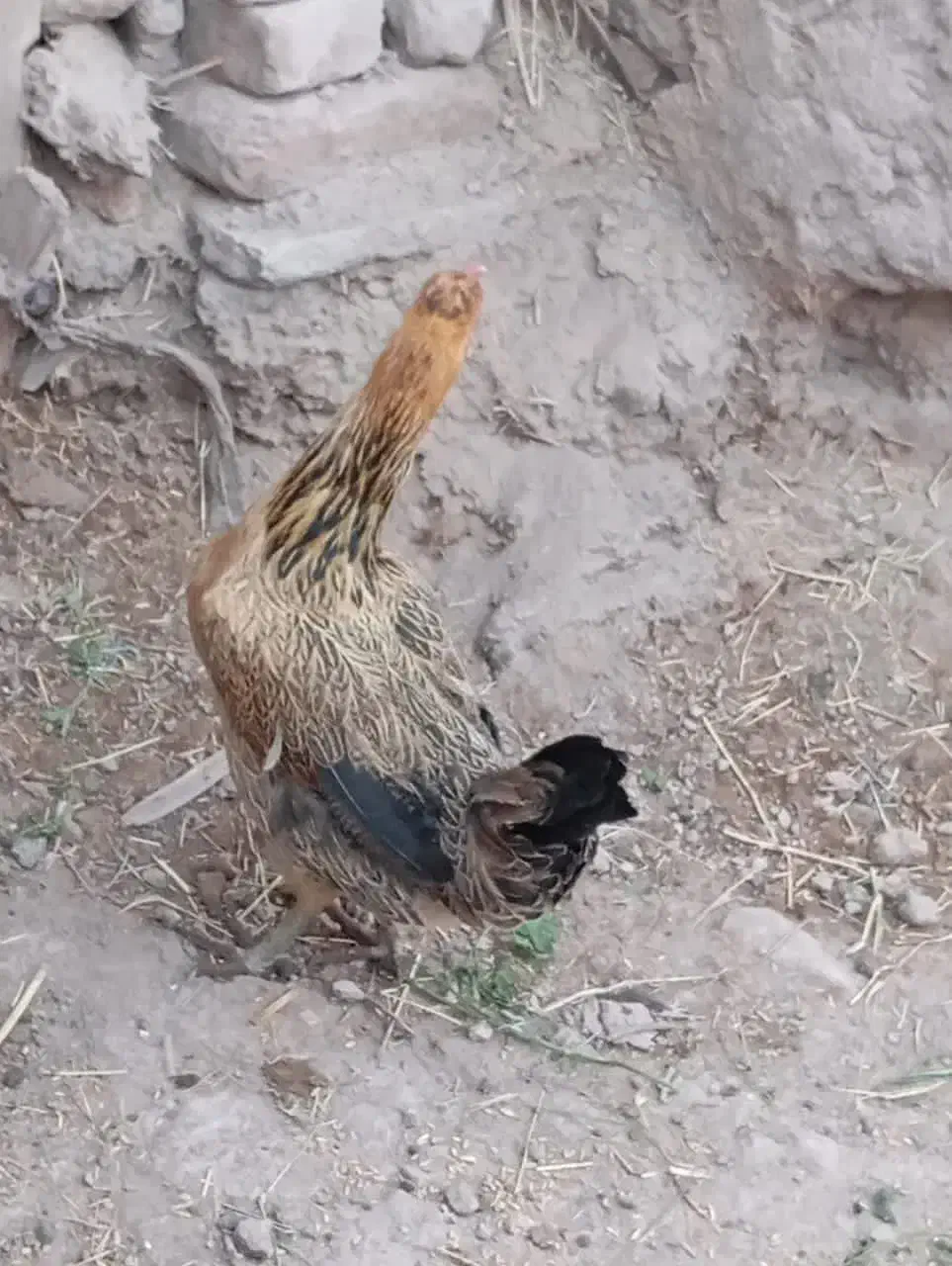 تخم مرغی|عمده‌فروشی|بم, |دیوار