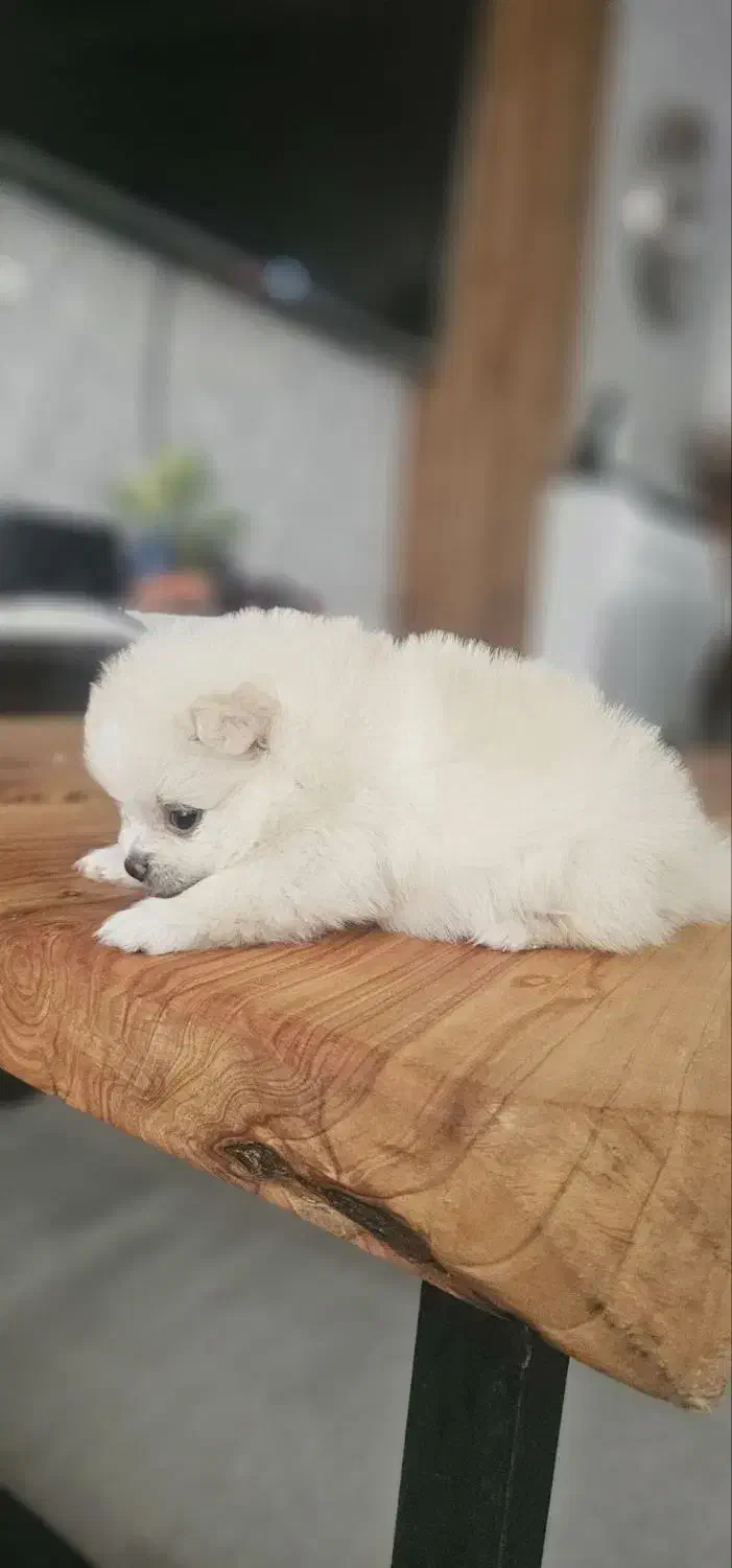 پامرانیان ( پامر ) خرسی|سگ|رشت, بلوار گیلان|دیوار