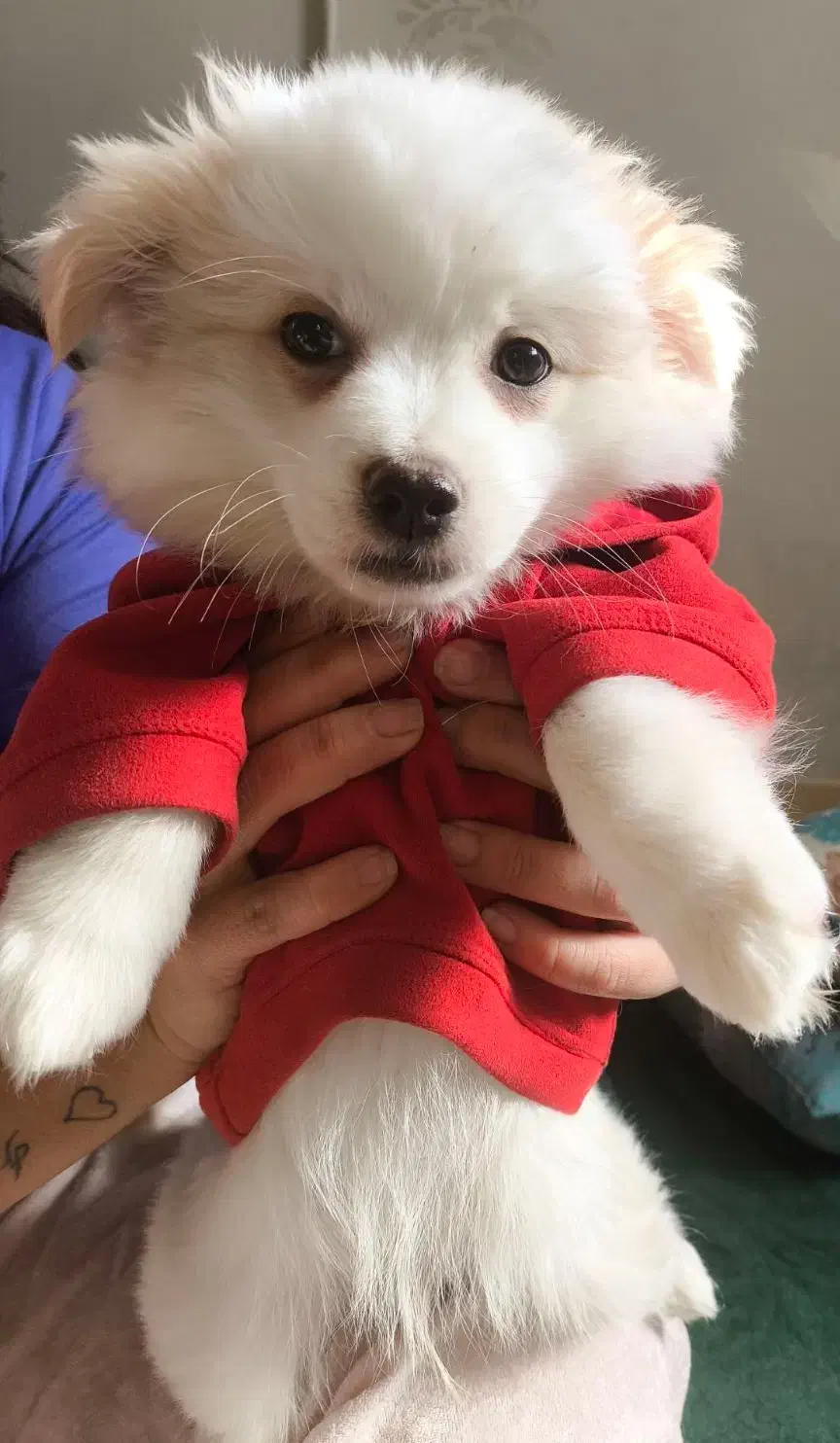 اشپیتزپامرین|سگ|فولادشهر, B4|دیوار