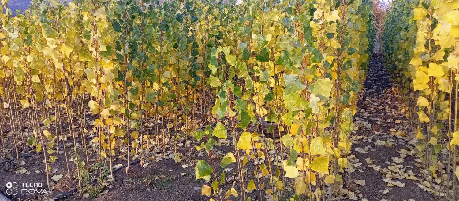 فروش نهال صنوبر نیگرا|خدمات باغبانی و درختکاری|بانه, |دیوار