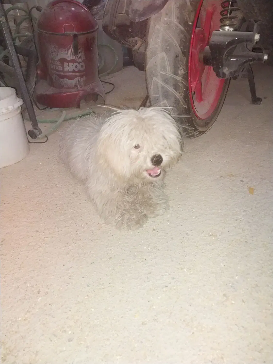 سگ خارجی|سگ|حمیدیا, |دیوار