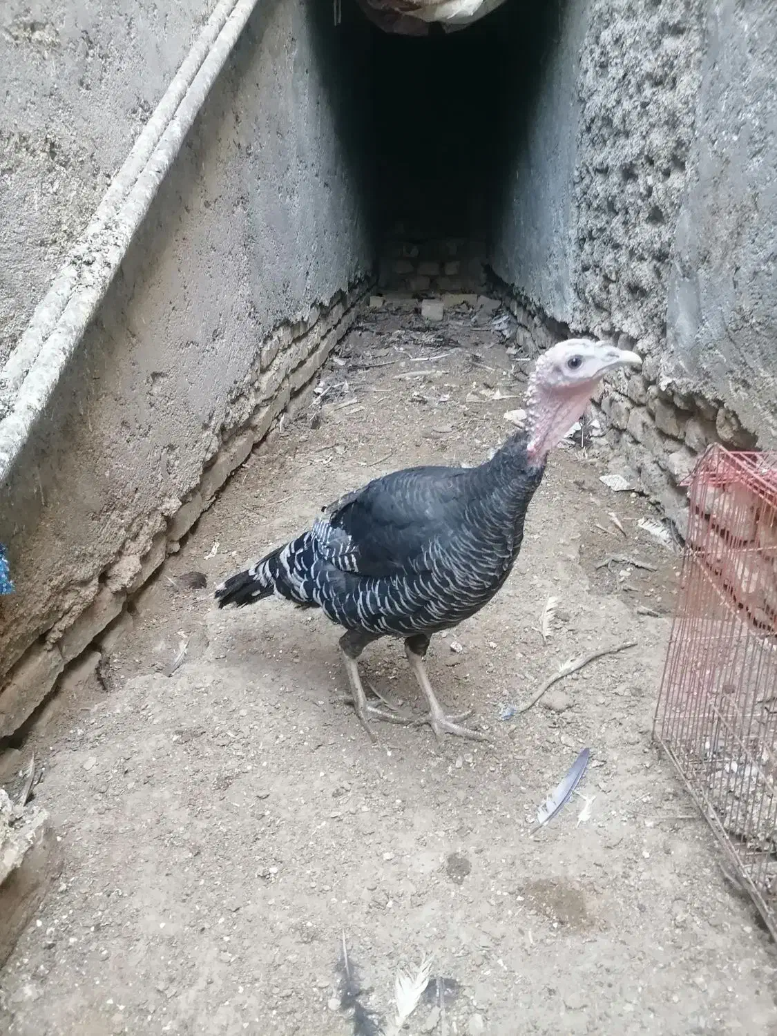 بوقلمون ماده برنز محلی|حیوانات مزرعه|زابل, |دیوار