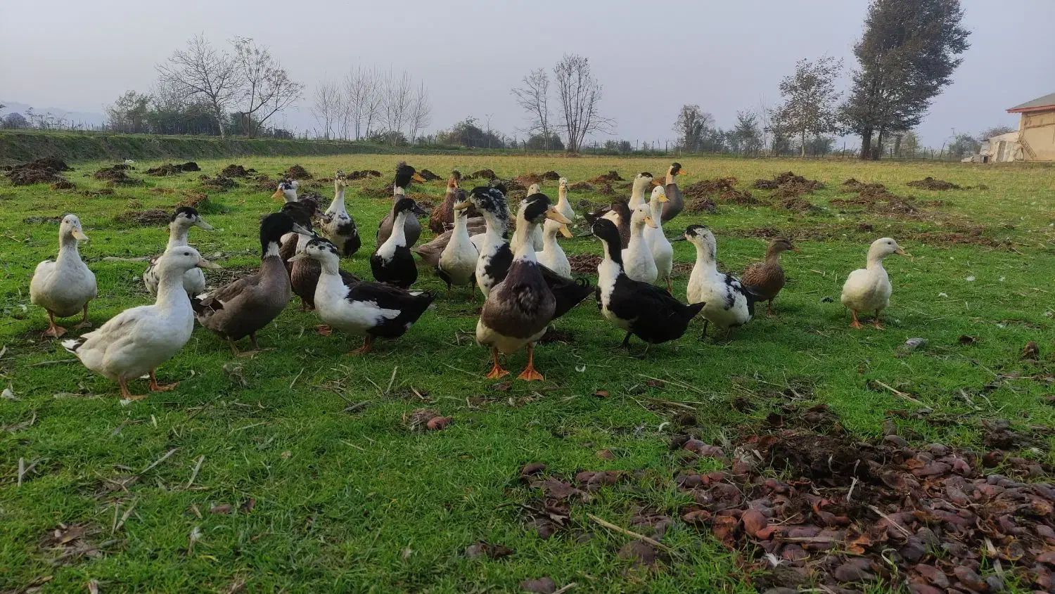 اردک چاق|حیوانات مزرعه|ماکلوان, |دیوار