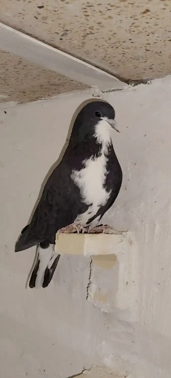 کبوتر نر|پرنده|زرند, |دیوار