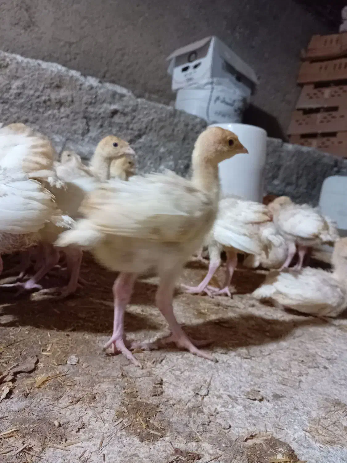 جوجه بقلمون بیوتی ۶ جنس خوب|حیوانات مزرعه|گرگان, |دیوار