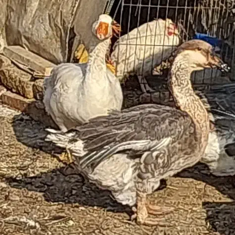 قوغاز افریقایی اردک روسی اسرائیلی نر جوان سنگین|حیوانات مزرعه|تهران, نعمت‌آباد|دیوار