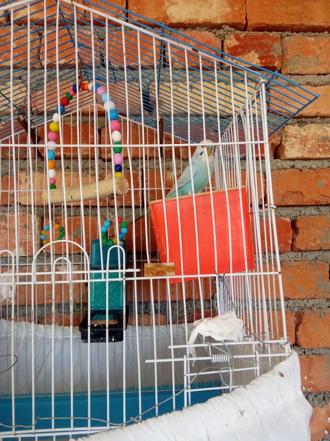 مرغ عشق|پرنده|ارومیه, |دیوار