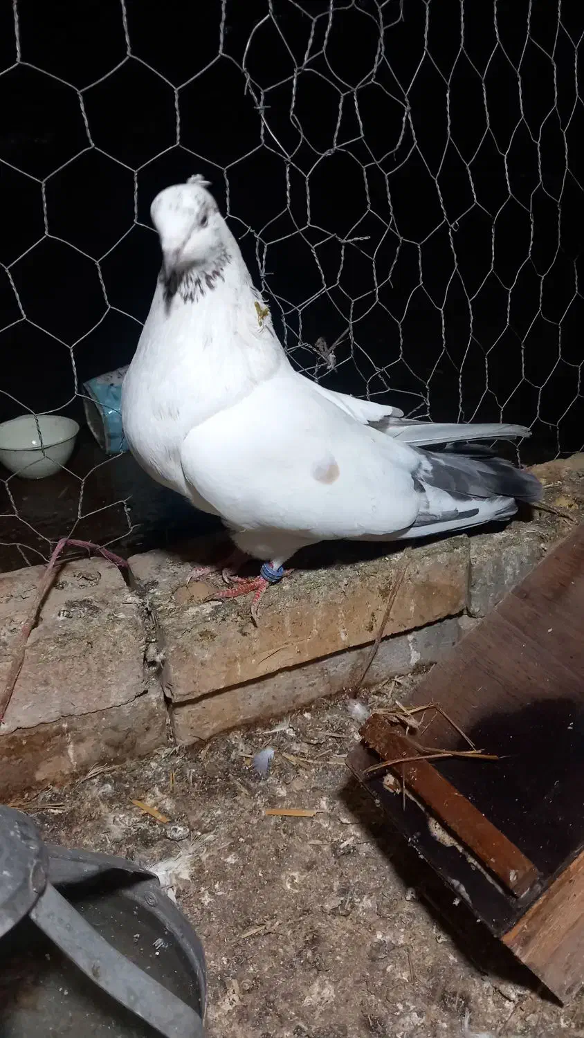 کفتر|پرنده|مینودشت, |دیوار