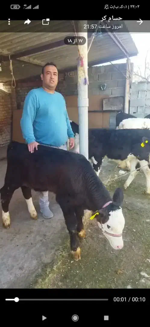 فروش گوساله|حیوانات مزرعه|کرج, محمد آباد|دیوار