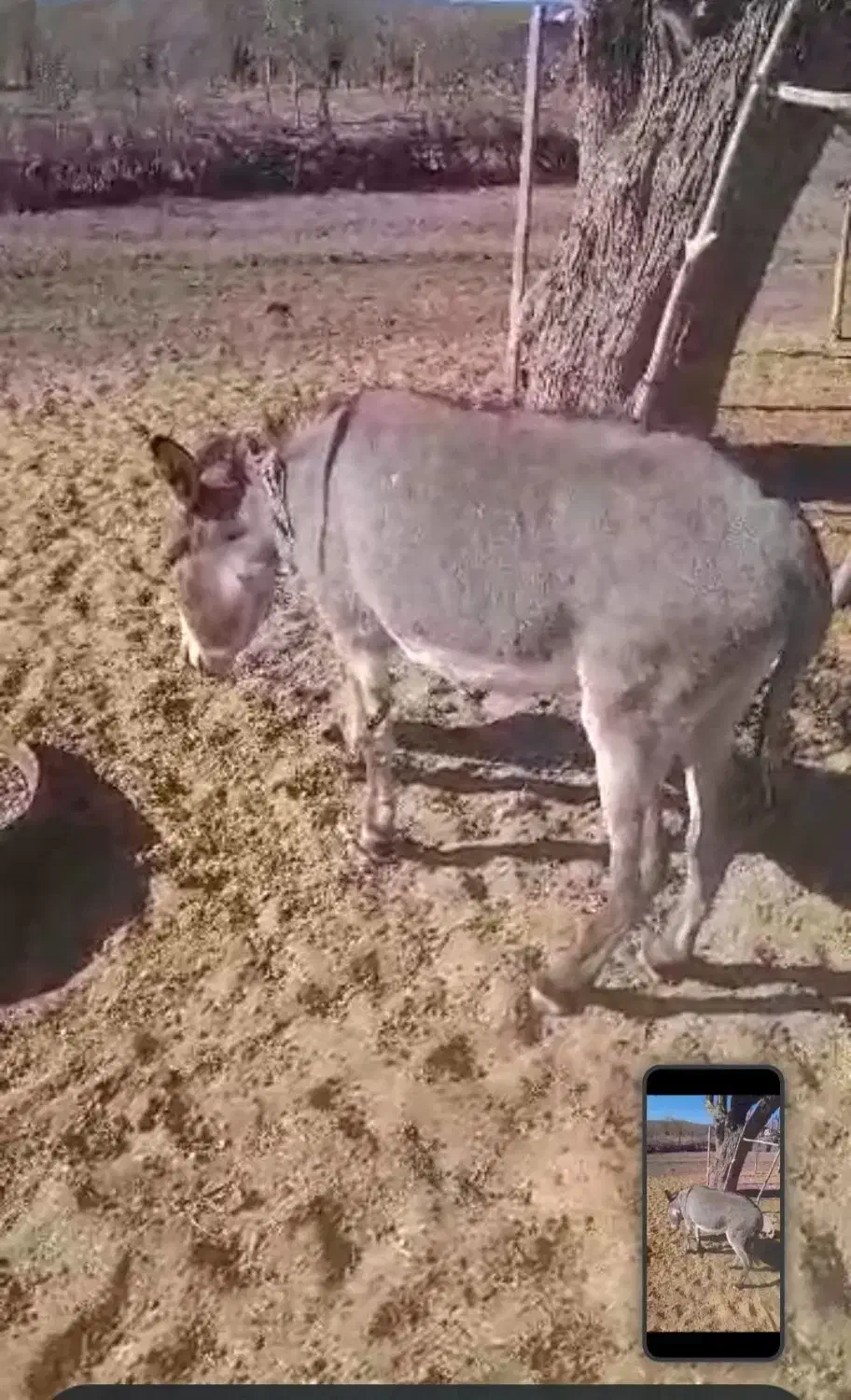 الاغ فروشی|حیوانات مزرعه|سیرجان, |دیوار