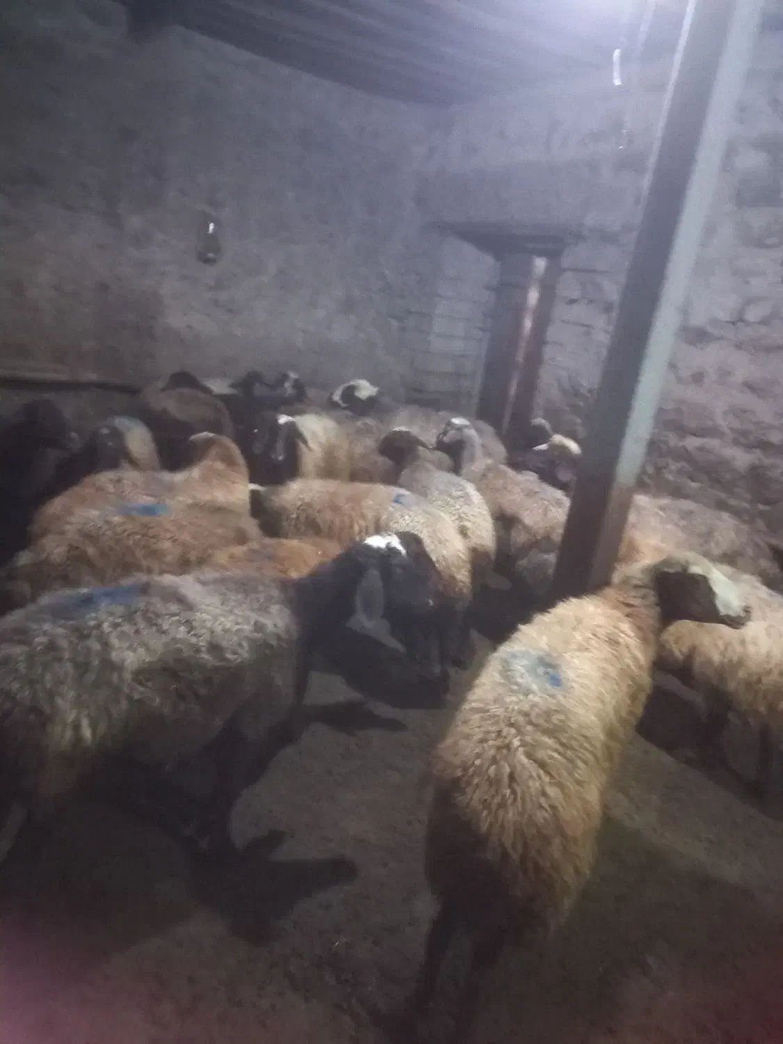 گوسفند دامازدخ|حیوانات مزرعه|ویلکیج, |دیوار