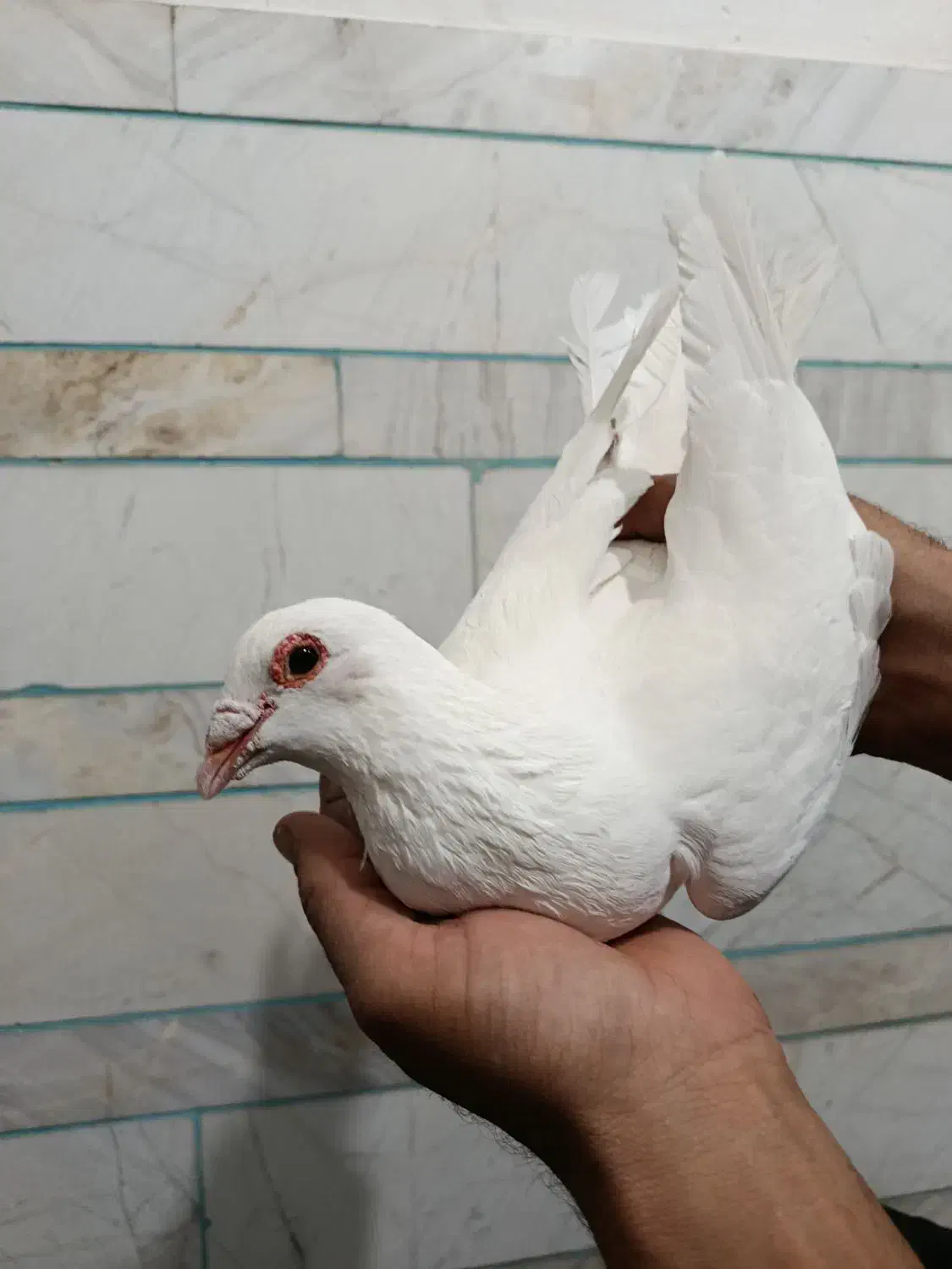 فروشی|پرنده|کوهبنان, |دیوار