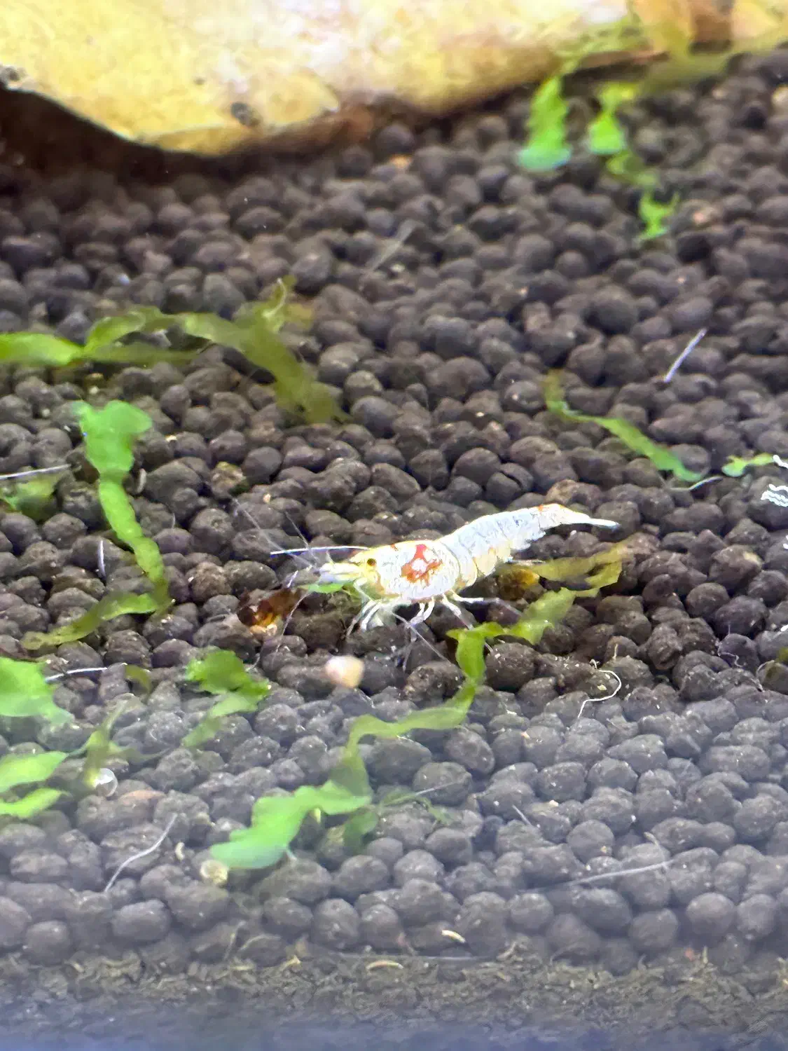 شیریمپ میلگو پی آر ال ماسورا|ماهی|کرج, شهرک جهان‌نما|دیوار