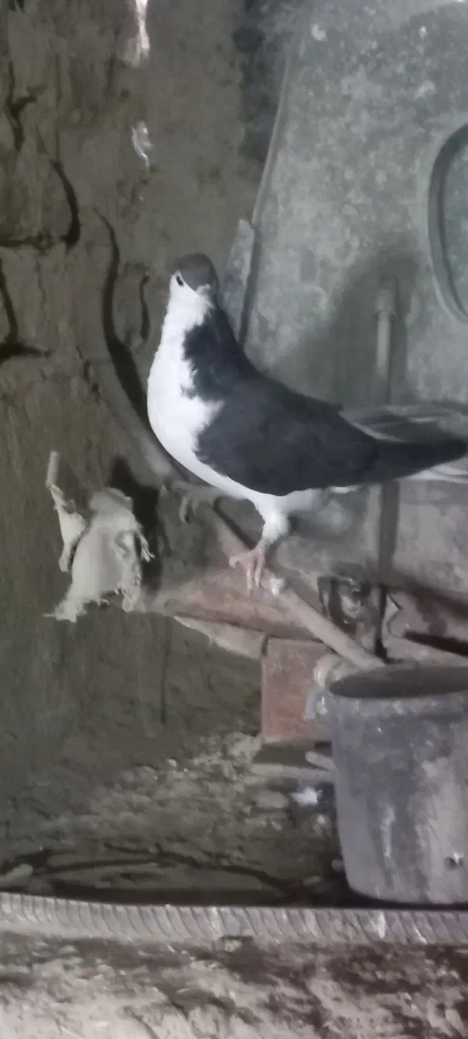 کفتر ساده سیاه پولکی وسرخ|پرنده|خوسف, |دیوار