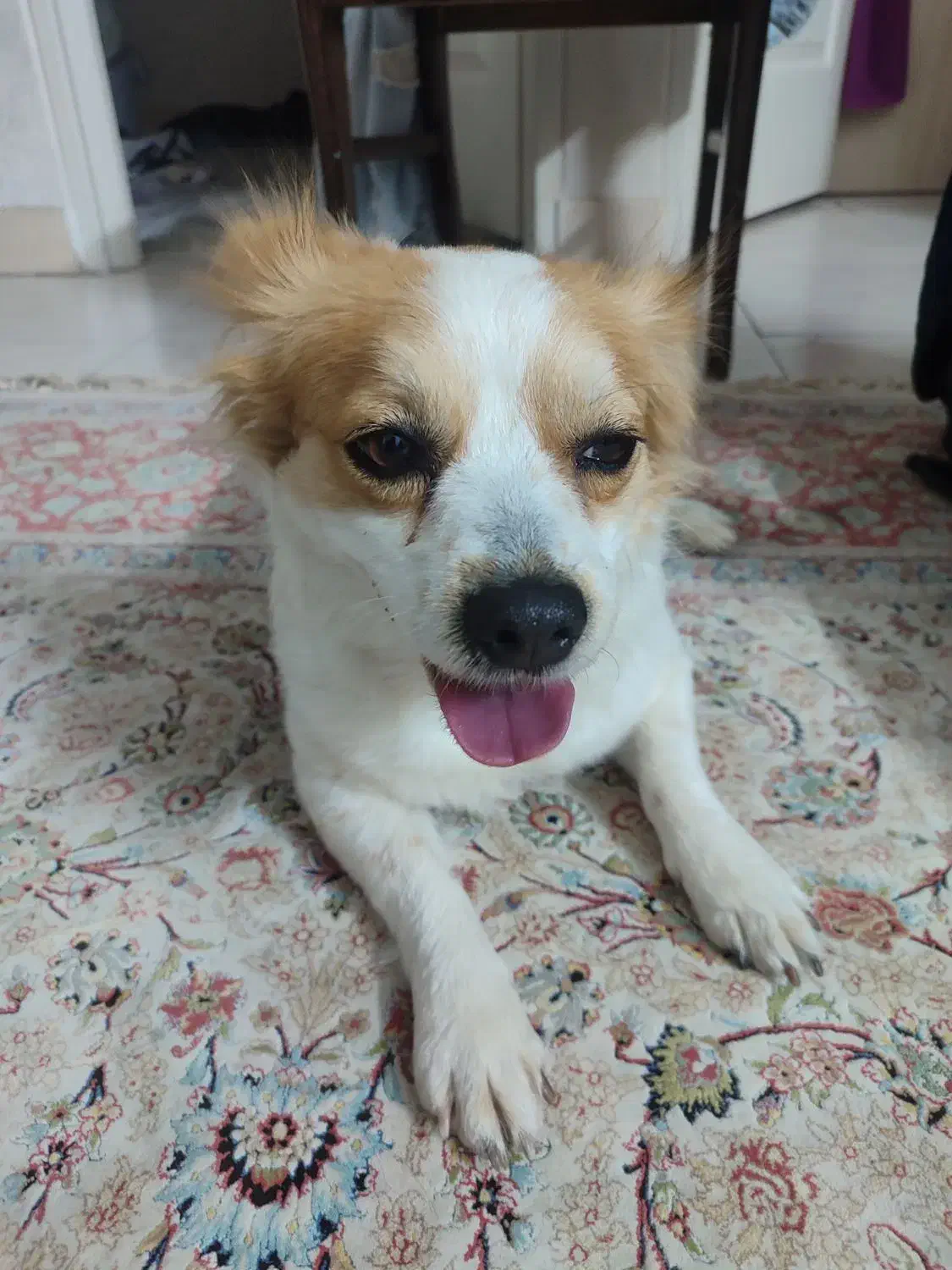 گمشده|حیوانات|فردیس, فردیس|دیوار