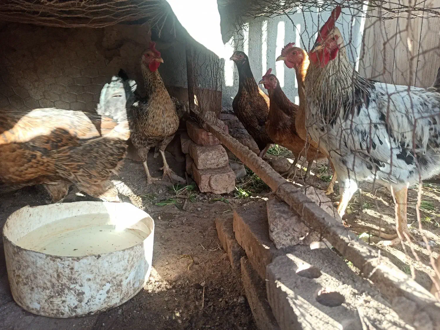 مرغ فروشی|حیوانات مزرعه|نهبندان, |دیوار